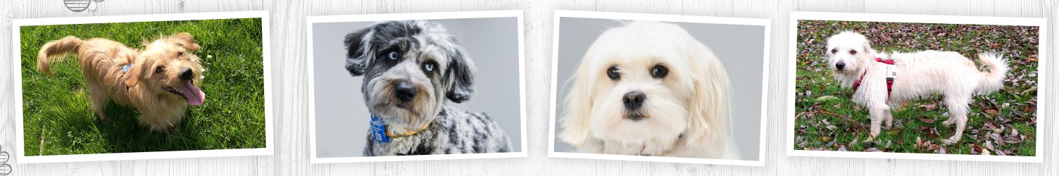 Data tag for your dog