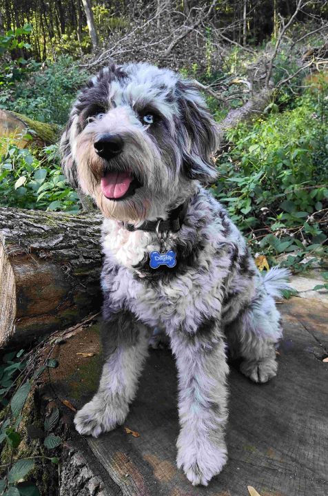 Hund mit Leckerlie auf Schnauze