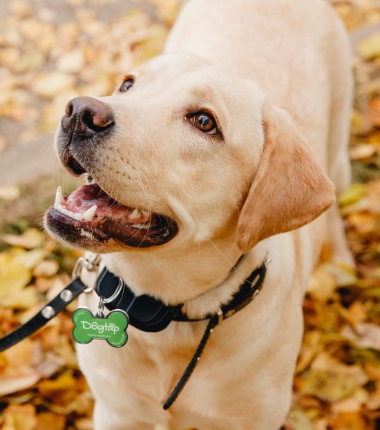 Labrador mit Dogtap um Halsband