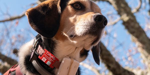 Beagle mit Dogtap und GPS-Tracker am Halsband