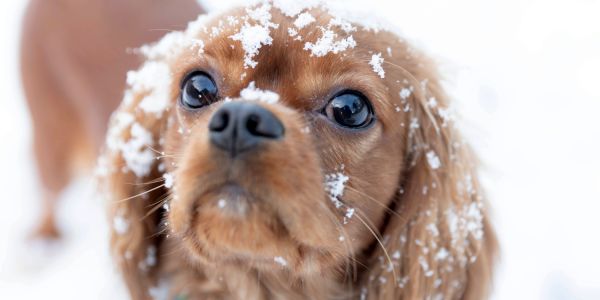 Hund im Winter mit Schneeflocken im Gesicht