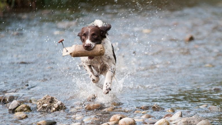 Wie viel Bewegung braucht mein Hund?