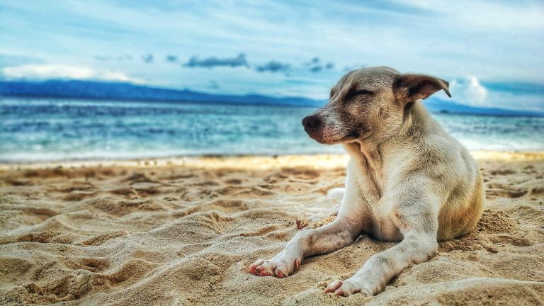 Der Sommerratgeber für deinen Hund