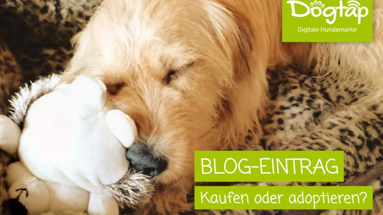 Hund im Bettchen mit Kuscheltier