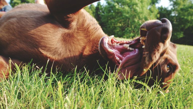 Grasmilben beim Hund im Sommer